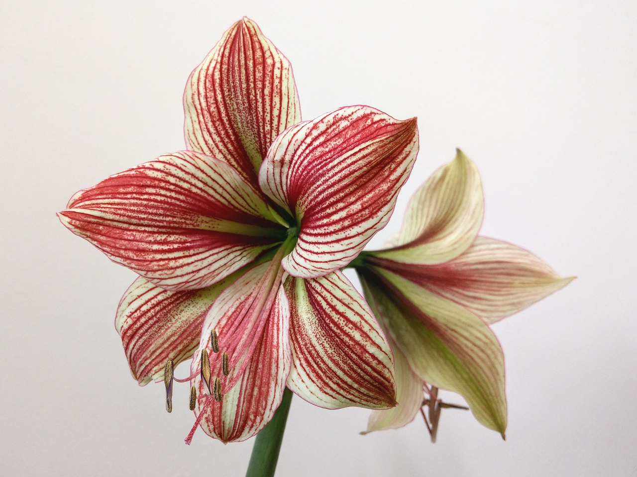 Image of a white and red amaryllis in bloom.