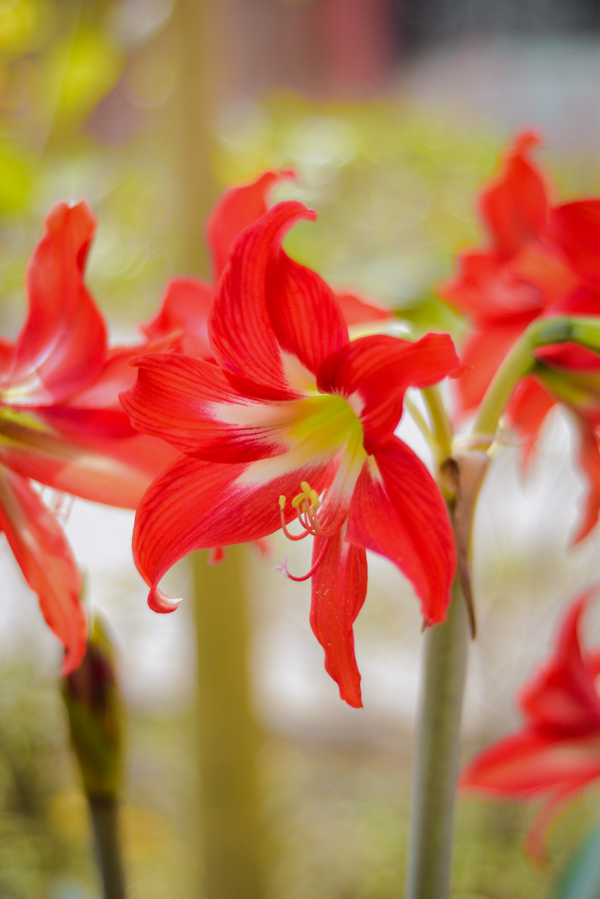 Image of a red amaryllis in bloom.