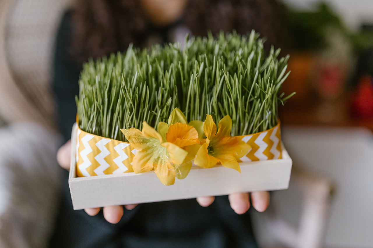 Image of wheatgrass in a wooden box.