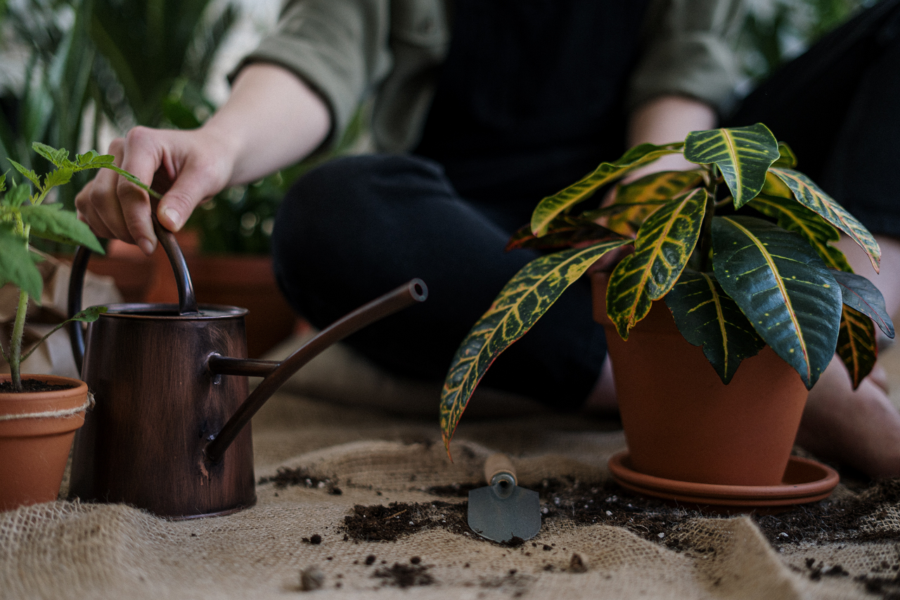 Image of a person next to a croton plant with a watering can.