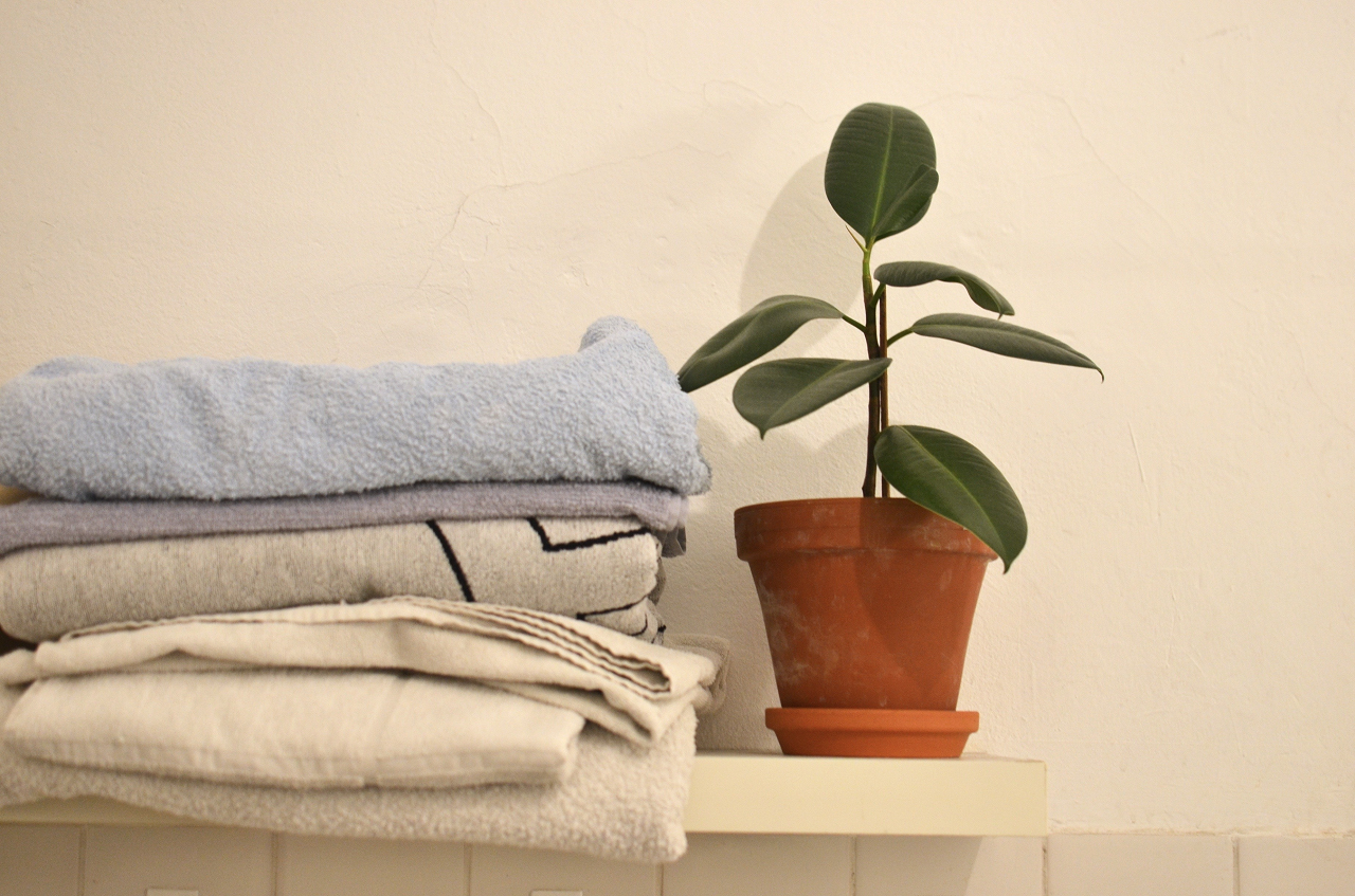 Image of a small ficus plant in a bathroom.