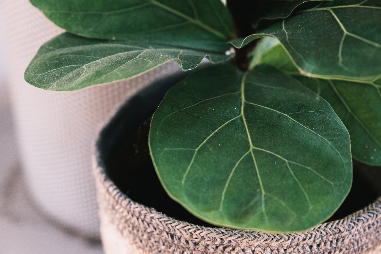 Image of a ficus potted houseplant.