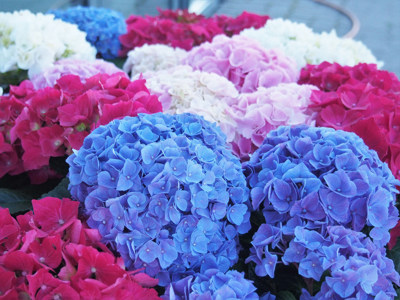 Image of red, pink, and blue hydrangeas.