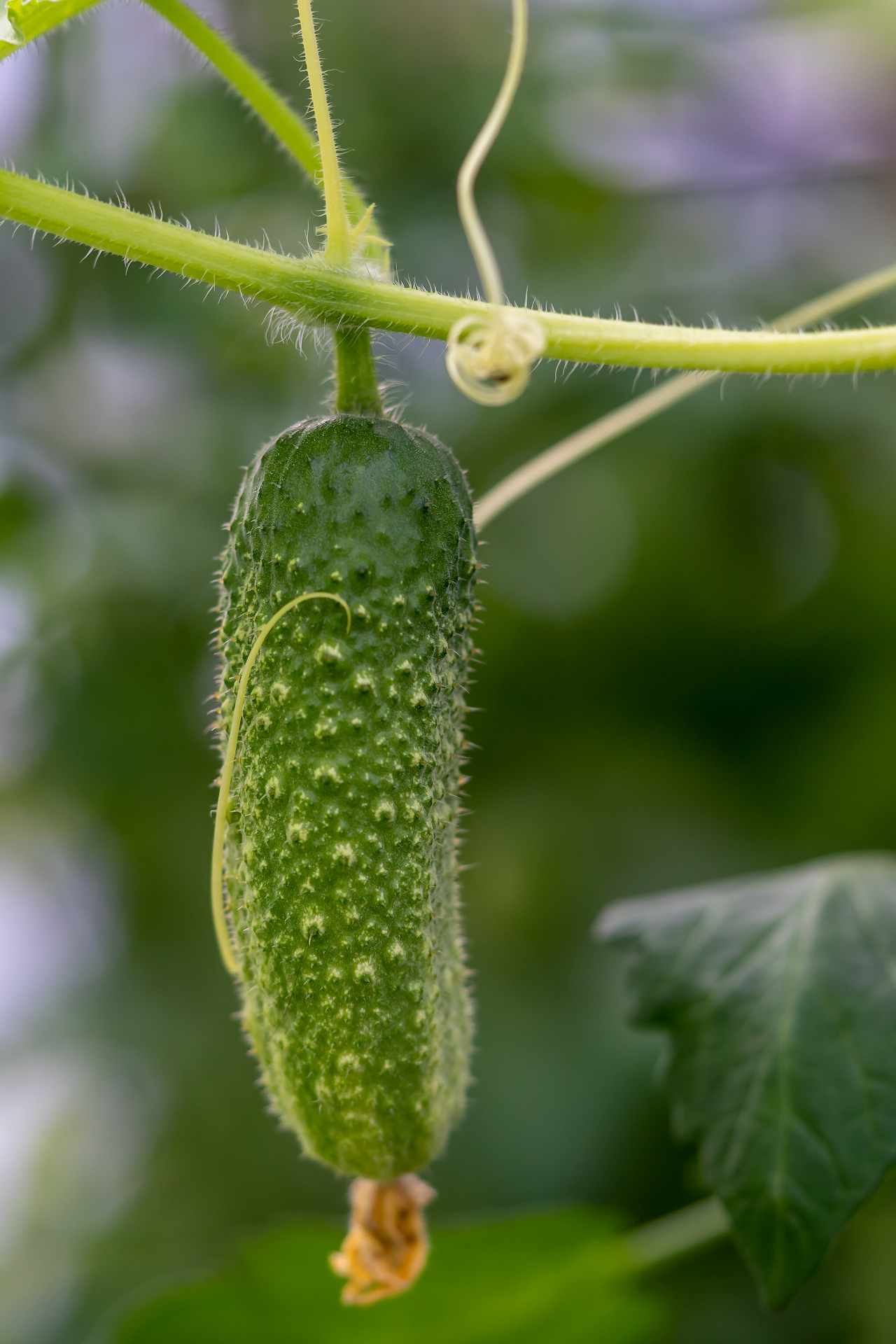 Image of a fresh cucumber on a vine.