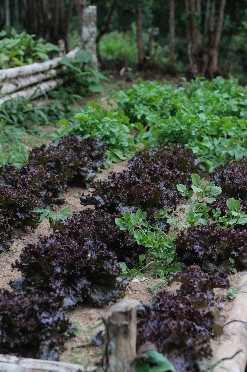 Image of several black heads of kale planted in rows.