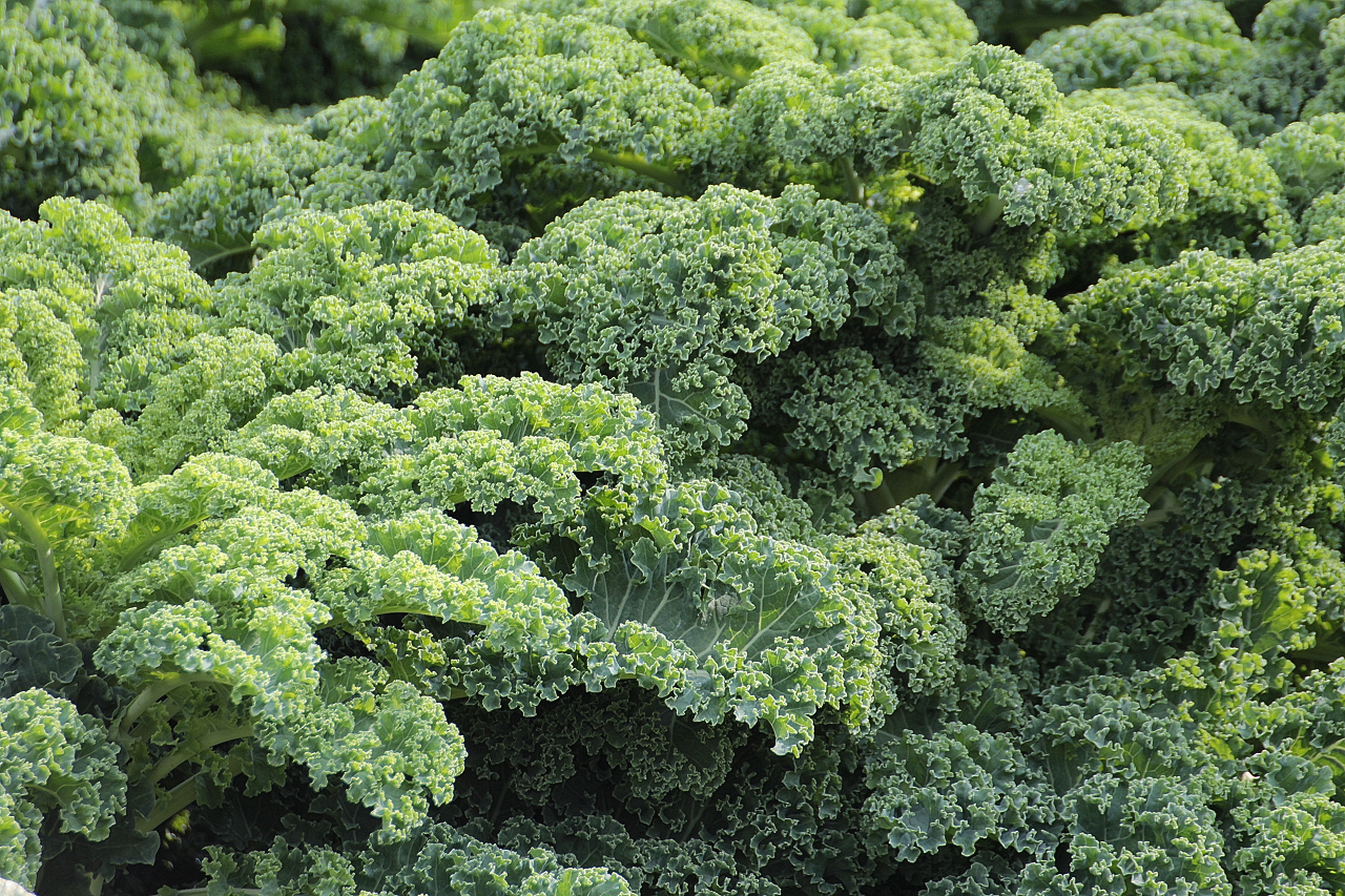 Image of a kale leaves.