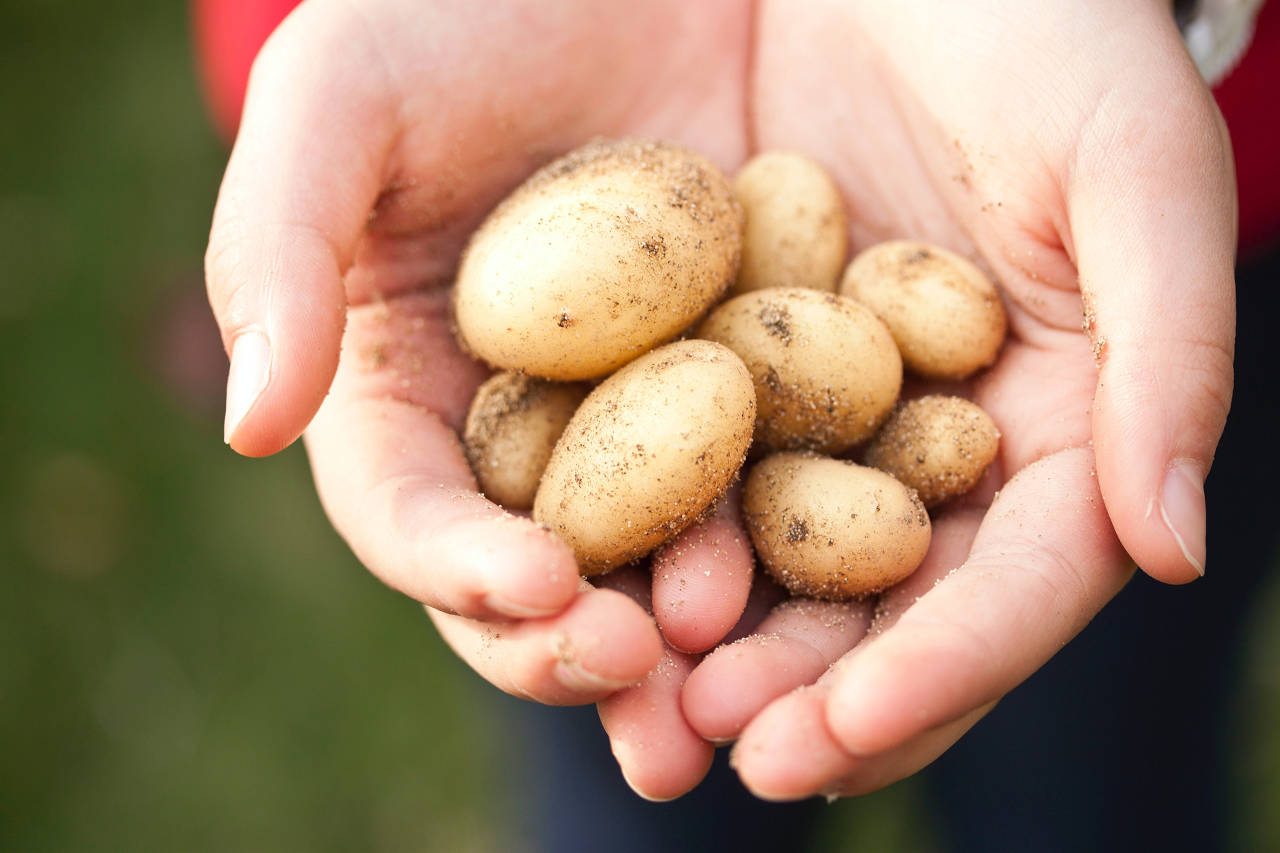 Image of someone holding new potatoes in their hands.
