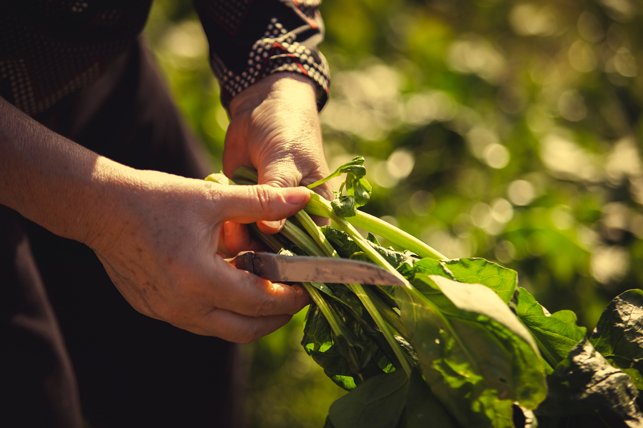 Image of a person harvesting spinach.