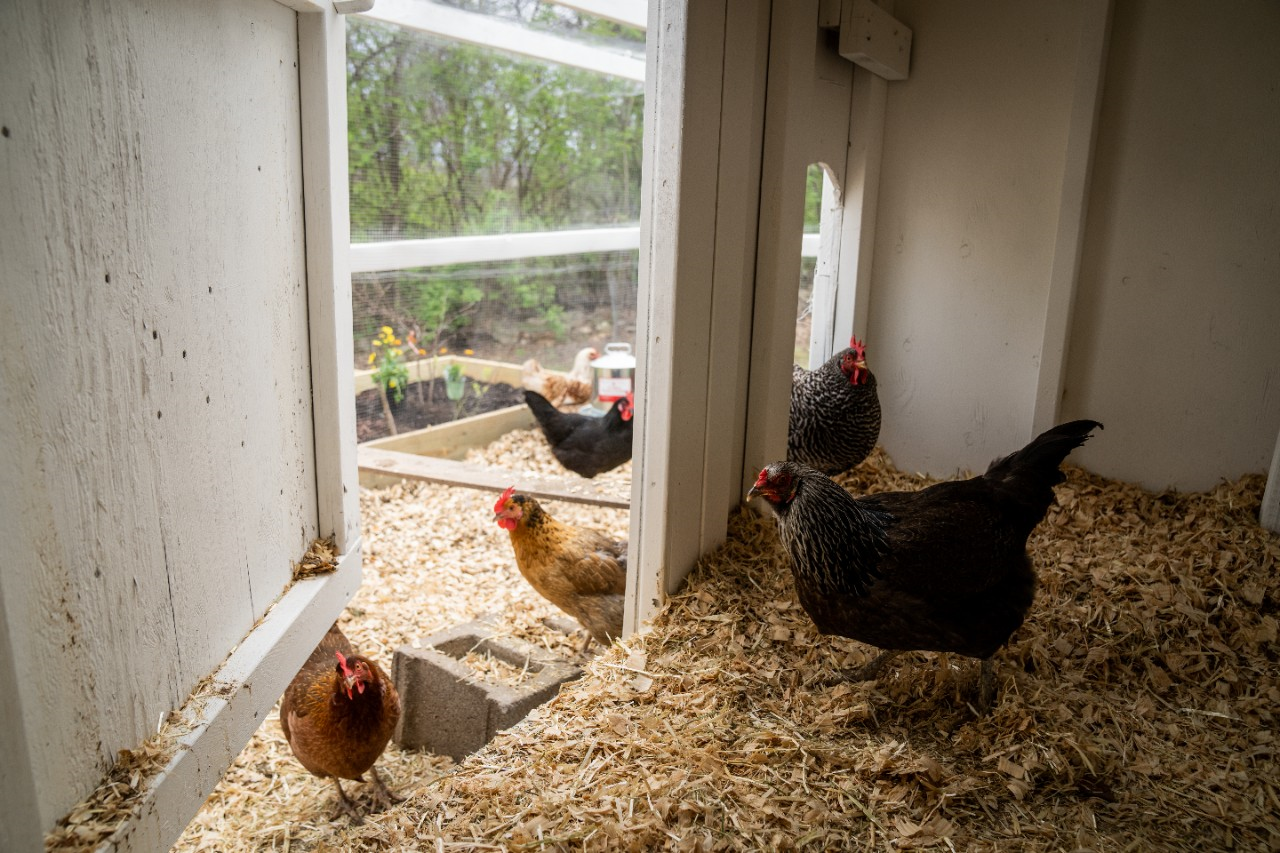 Image of chickens roaming in a chicken coop with insulation.