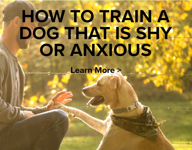 How to Train a Dog That is Shy or Anxious. Learn More.