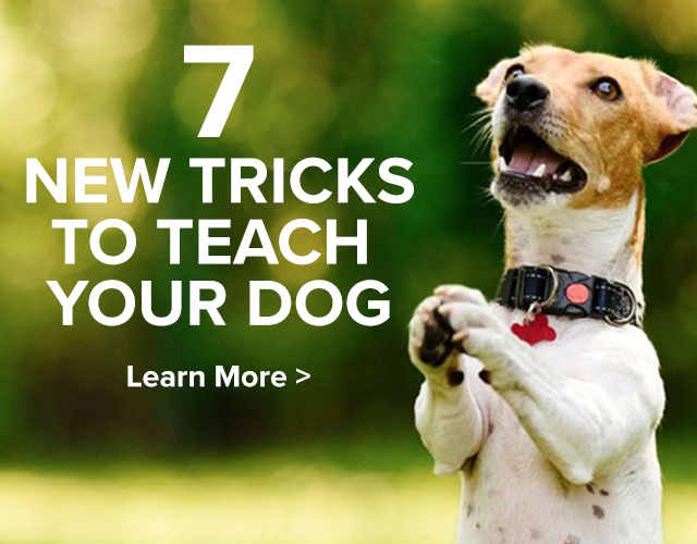 7 News Tricks to Teach Your Dog. Learn More.