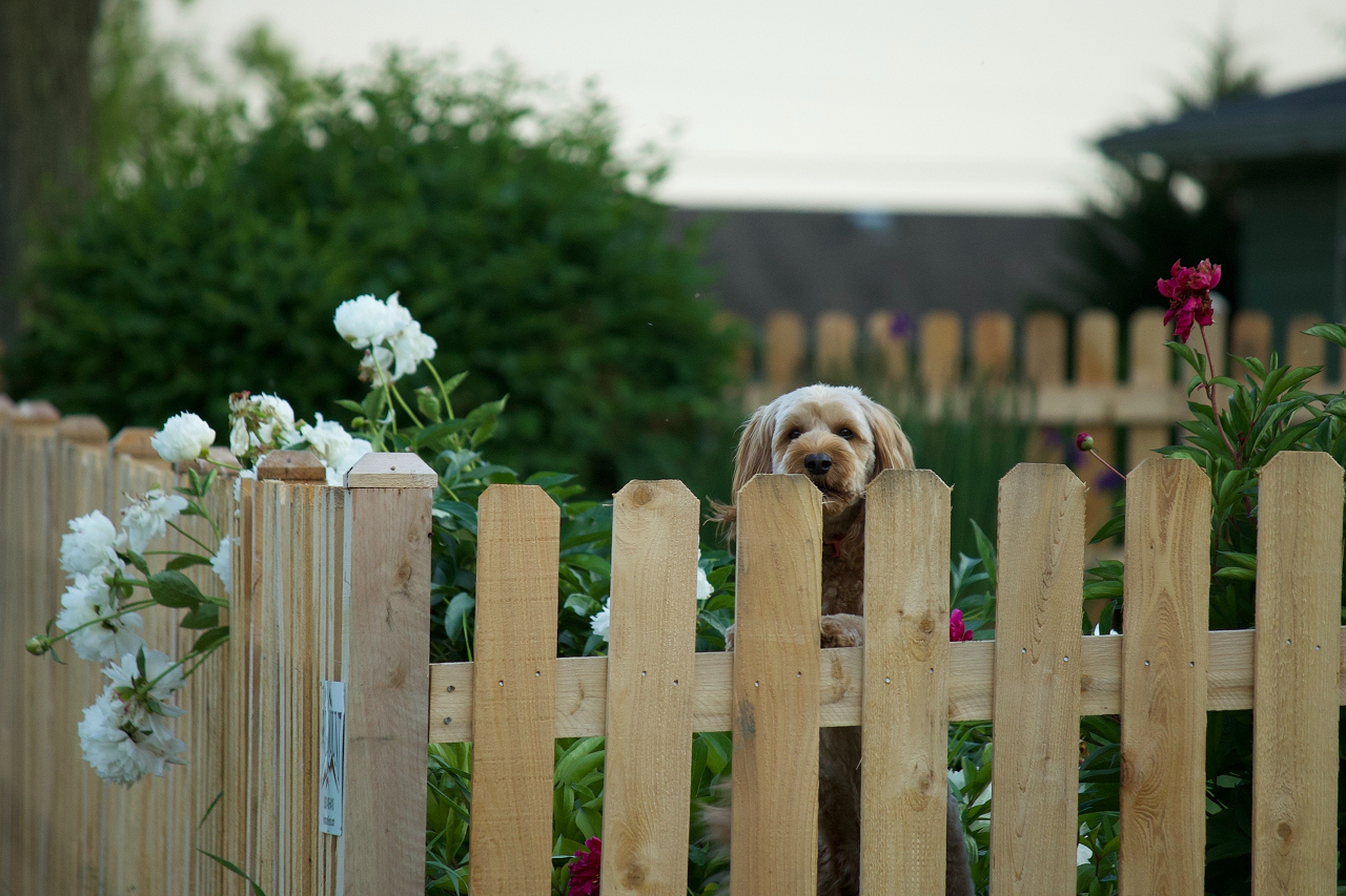 Image of a dog standing on a wooden fence.