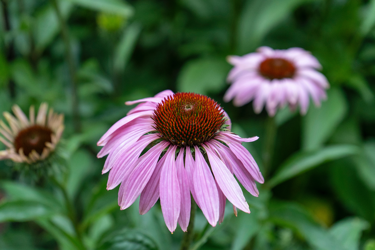 Image of echinacea plant otherwise known as purple coneflower.