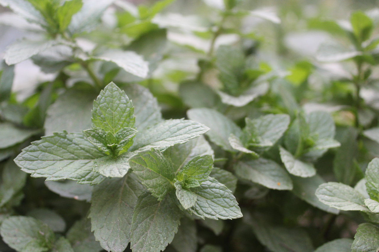 Image of mint plants growing.