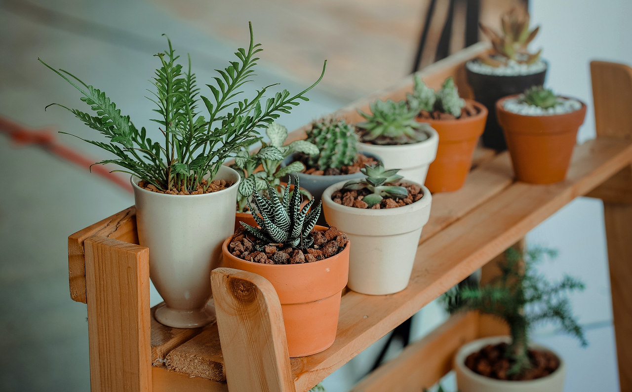 Image of several houseplants on a wooden stand.