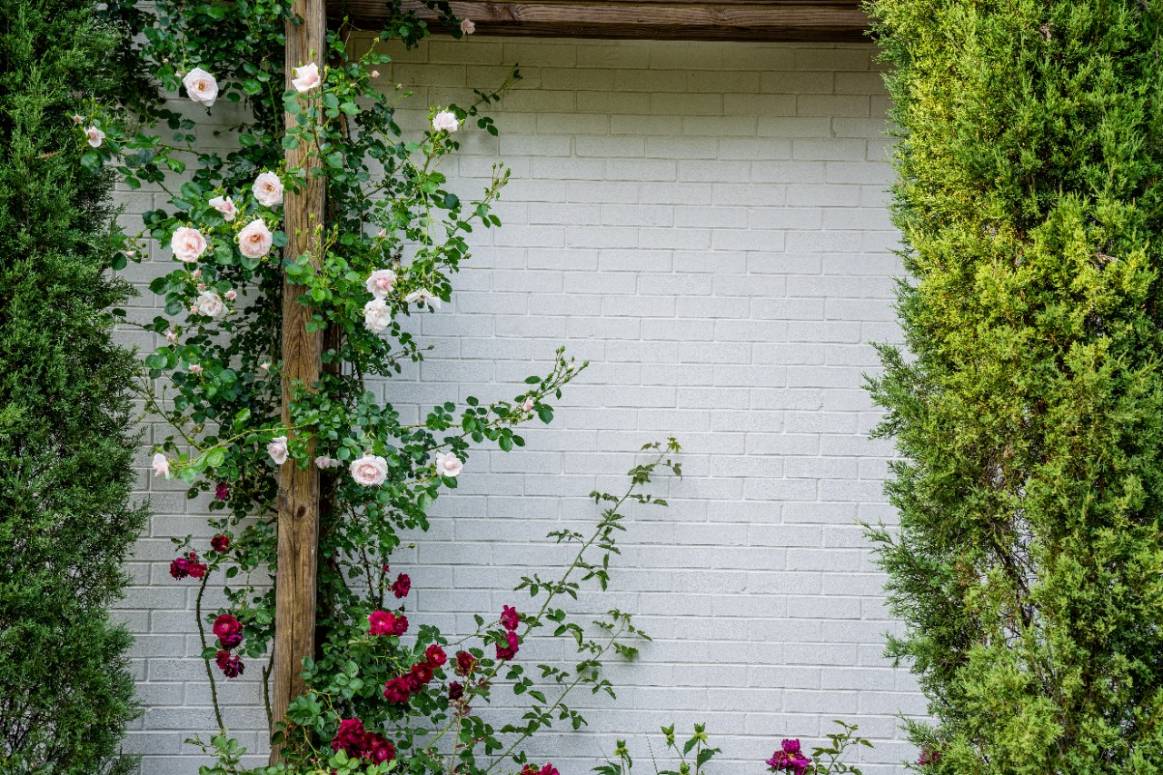 Image of rose bushes in front of a brick wall.