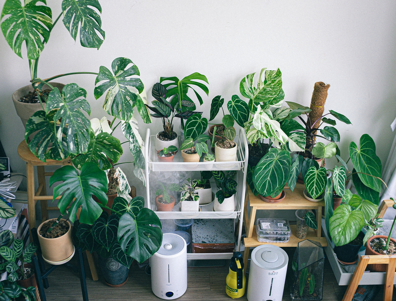 Image of a group of plants together with humidifiers going.