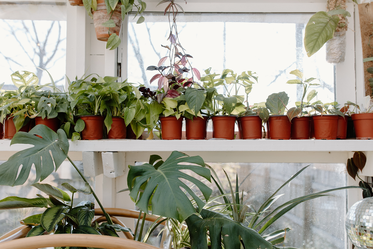 Image of several plants grouped together in a window.