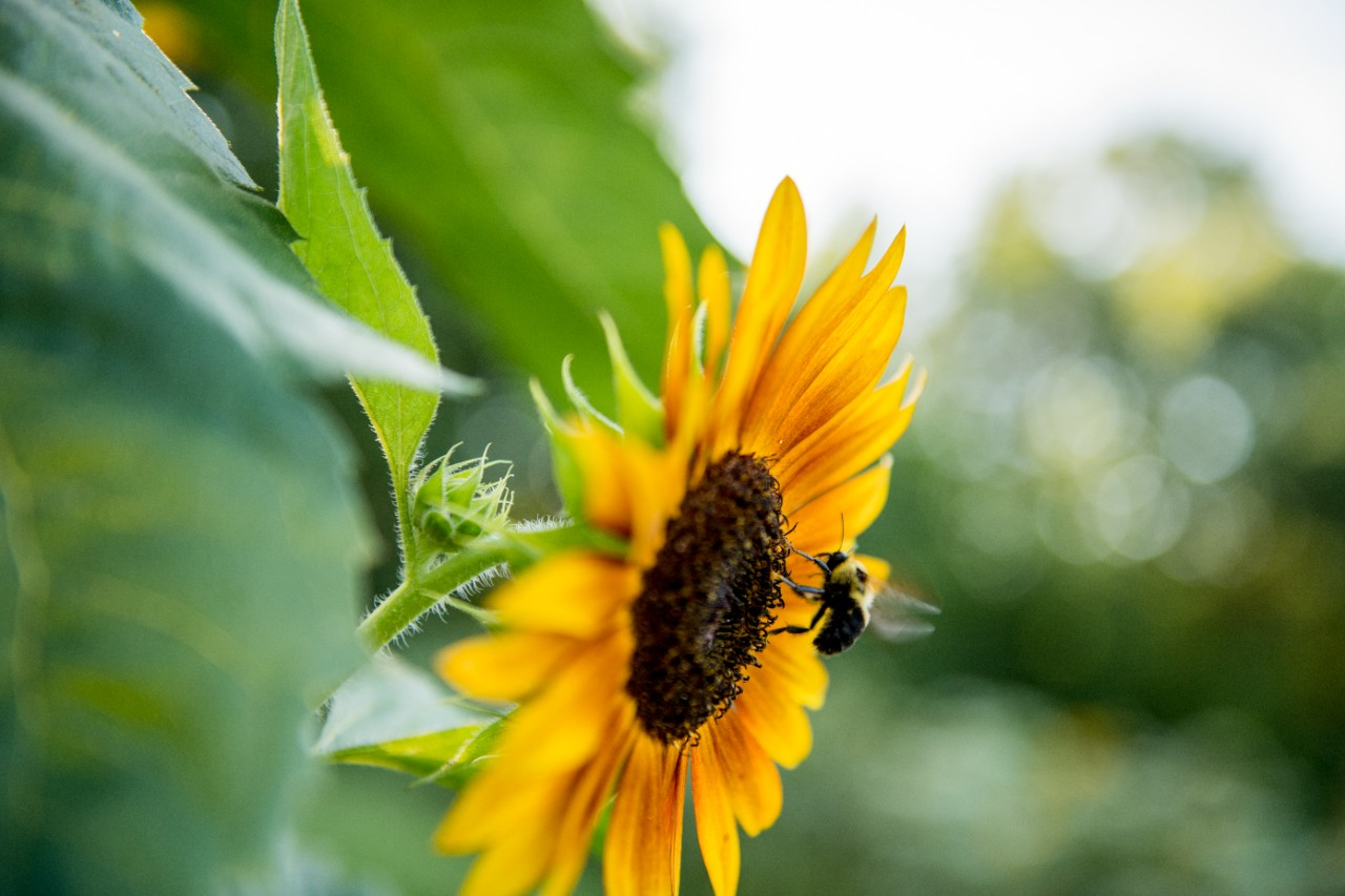 Image of a bumblebee on a sunflower.