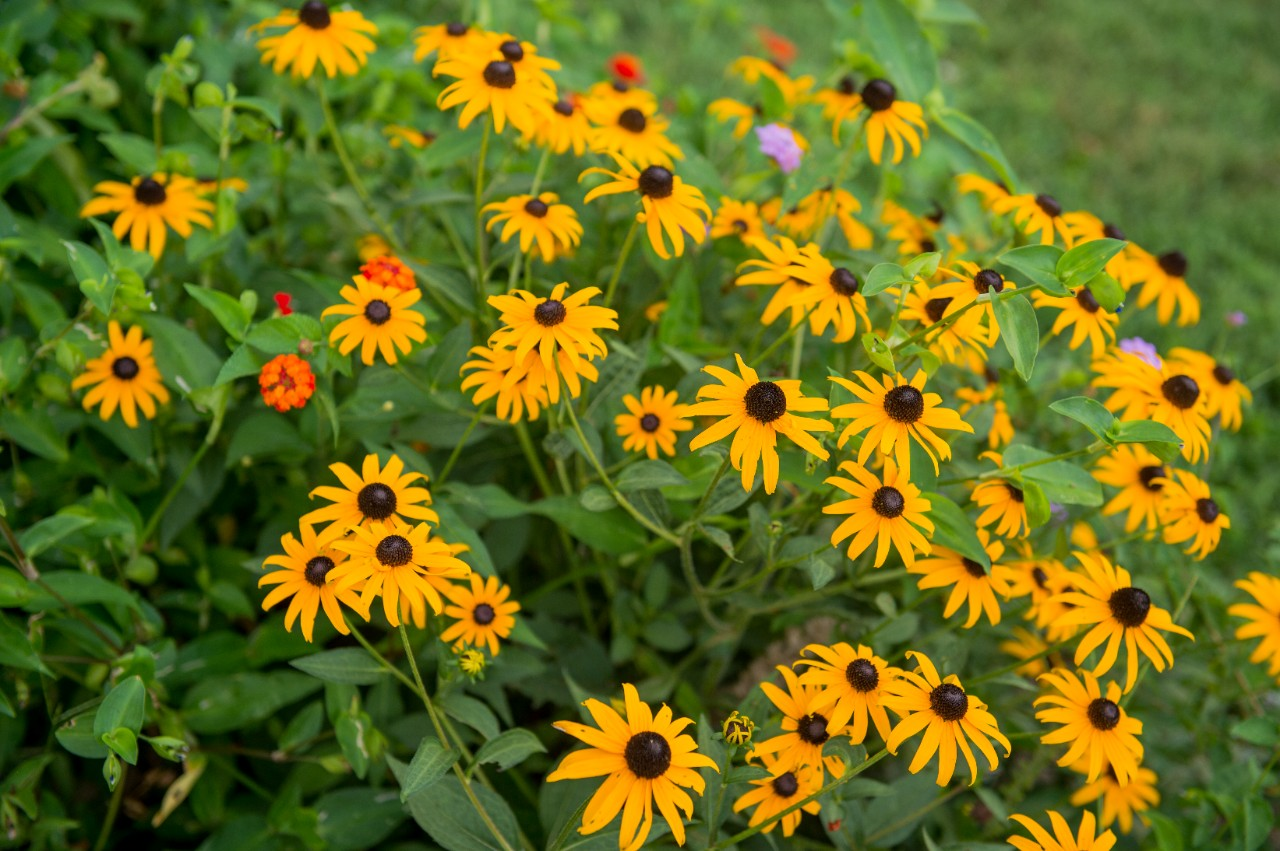 Image of black-eyed susans and zinnias in a garden.