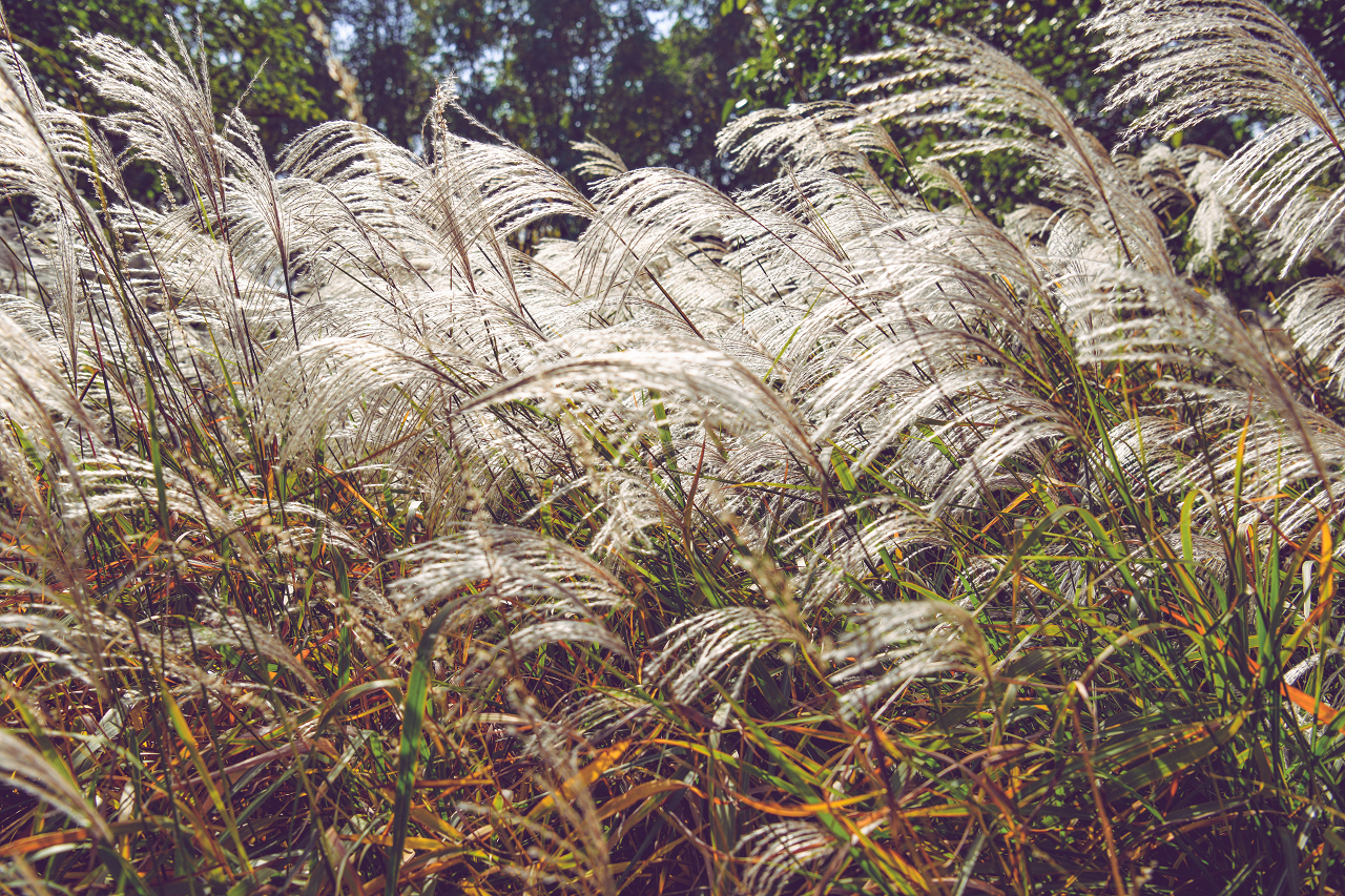 Image of large ornamental grass with plumes.