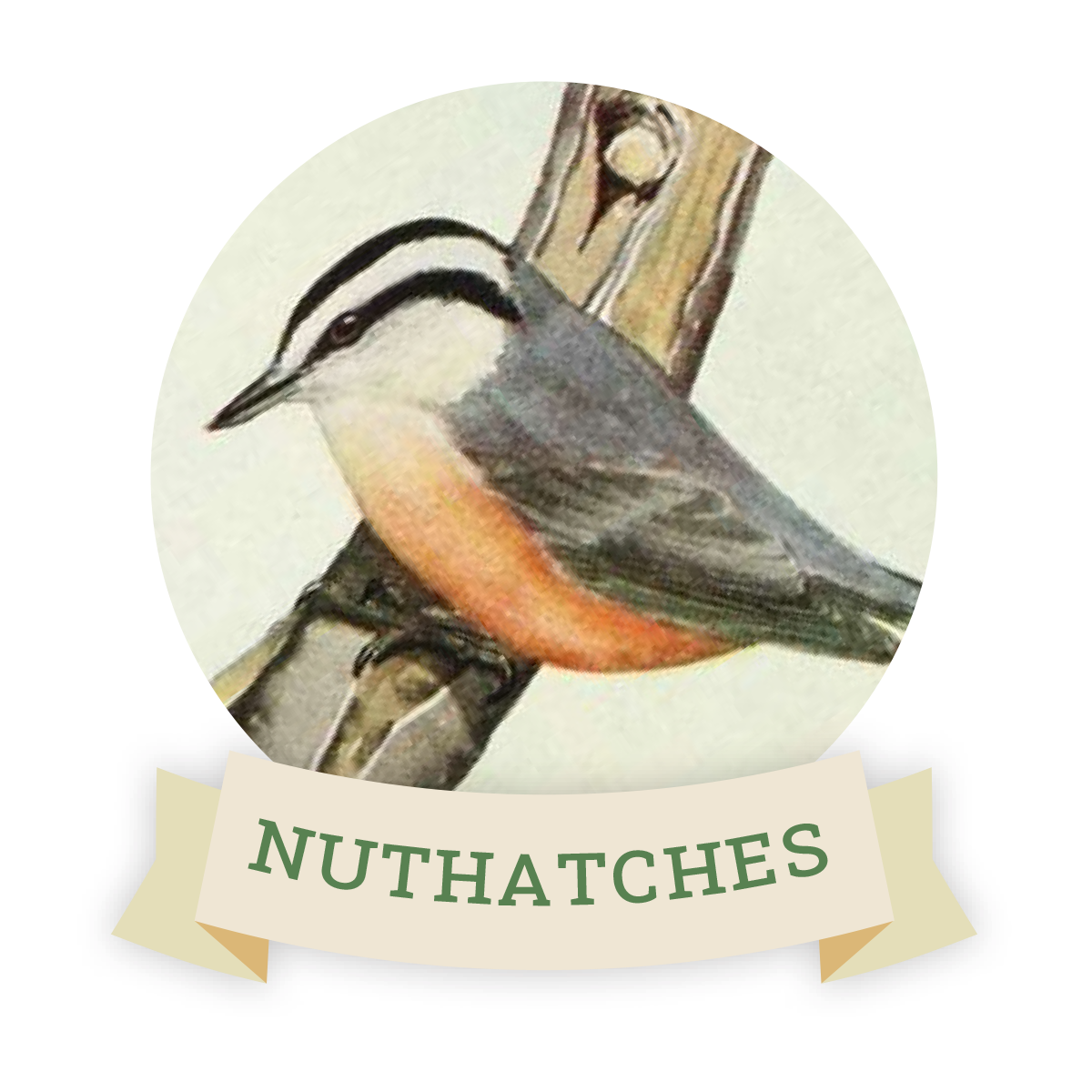 Image of a nuthatch. Links to nuthatch favorite food and feeders.