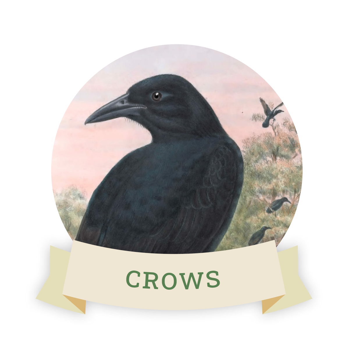 Image of a crow. Links to crow favorite food and feeders.