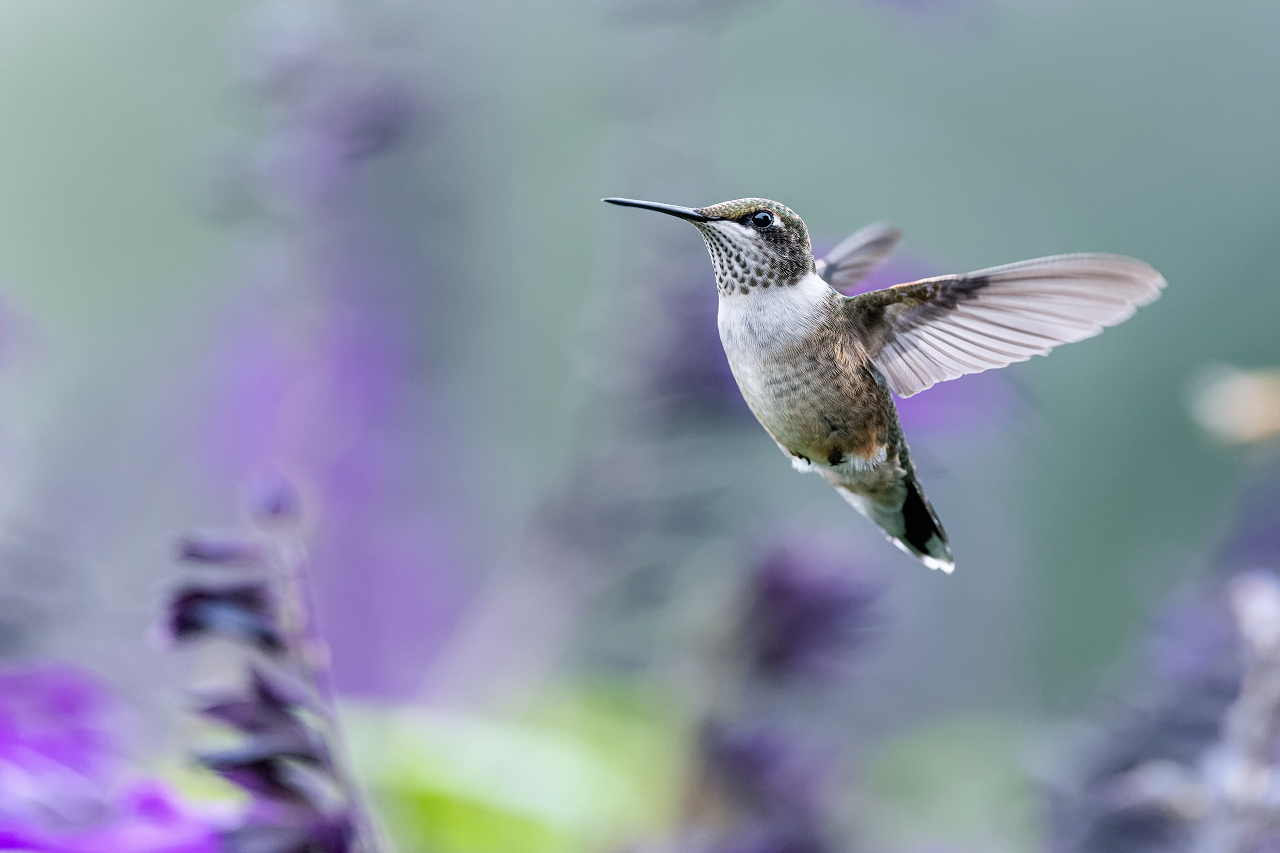 Hummingbird flying above purple flowers.