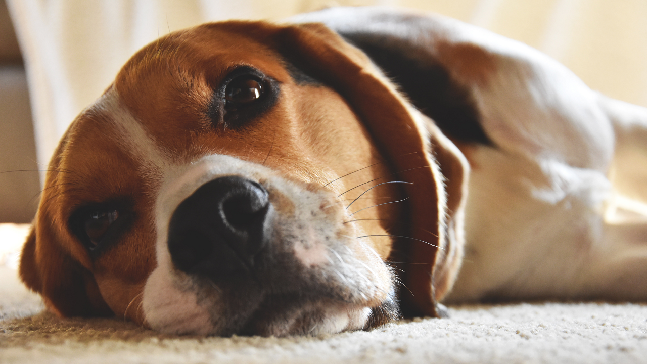 Image of a beagle laying on carpet.