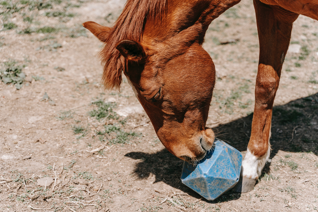 Image of a horse playing with a treat ball. 