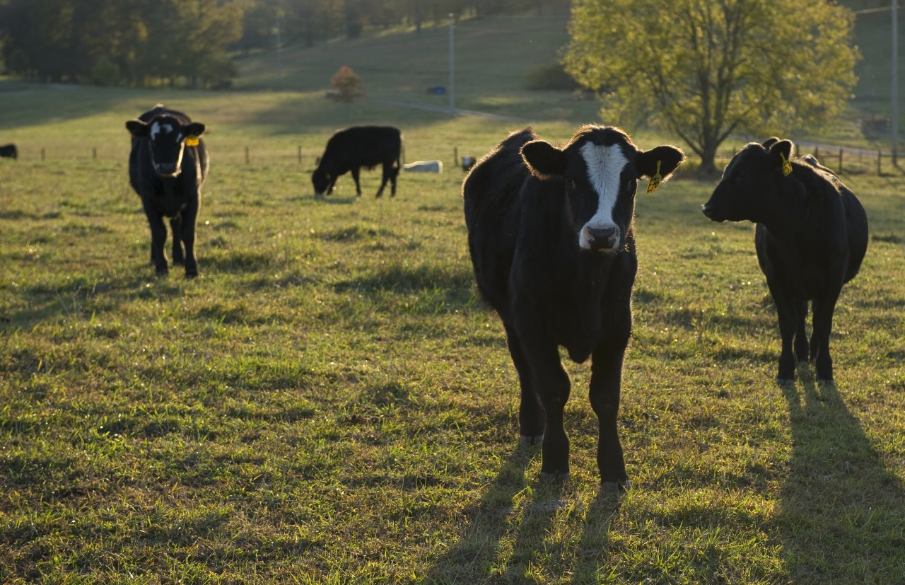 Image of beef cattle in a pasture.