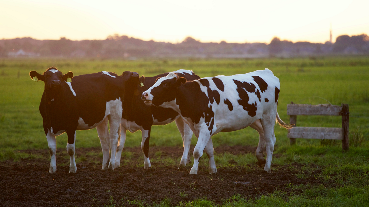 Image of three holstein cows.