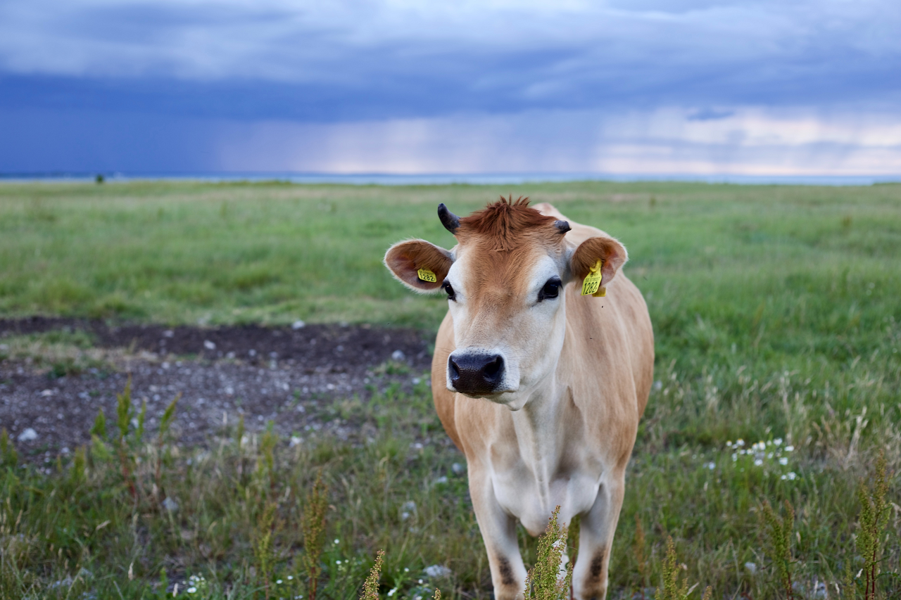 Image of a Jersey cow.