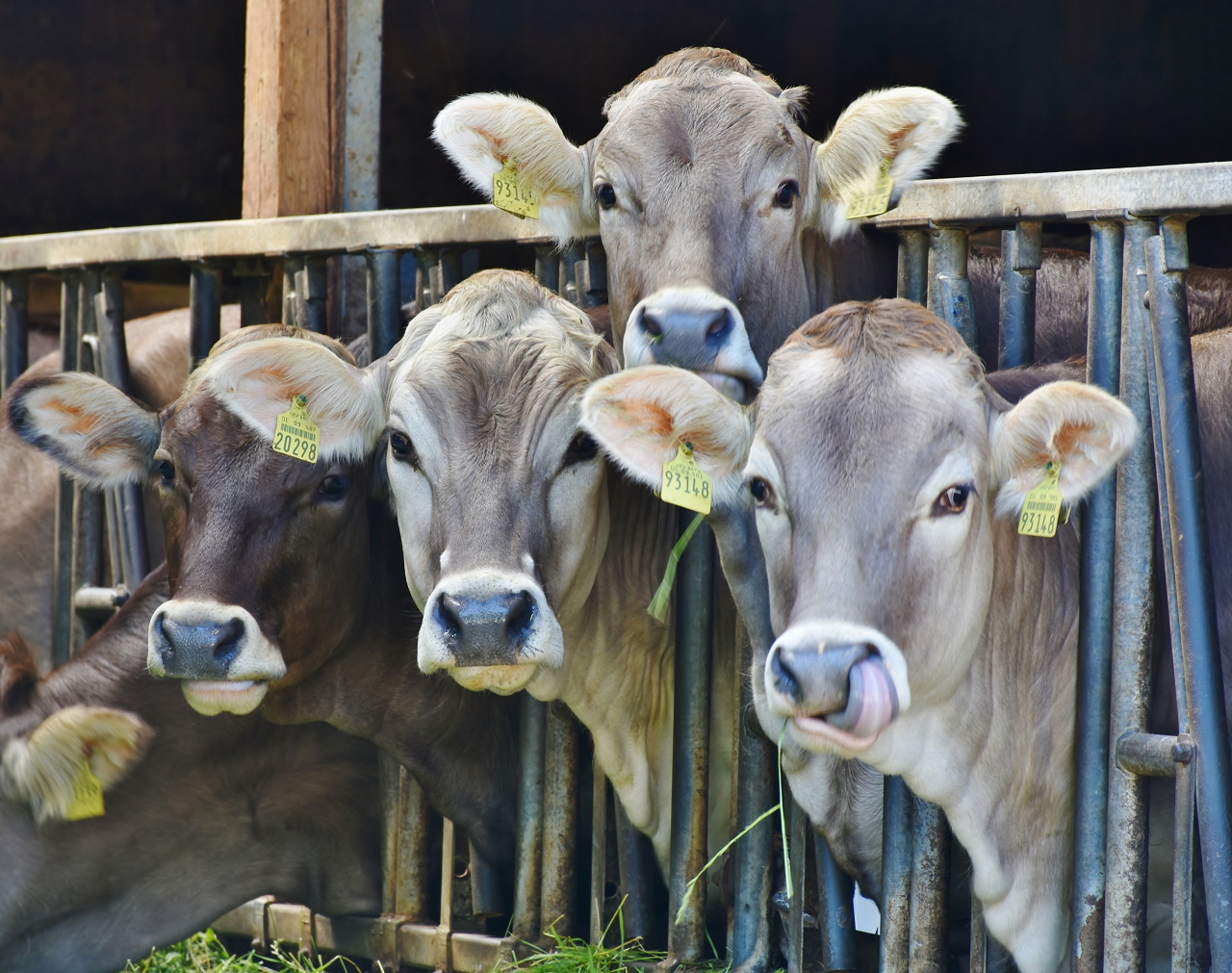 Image of brown swiss cows.