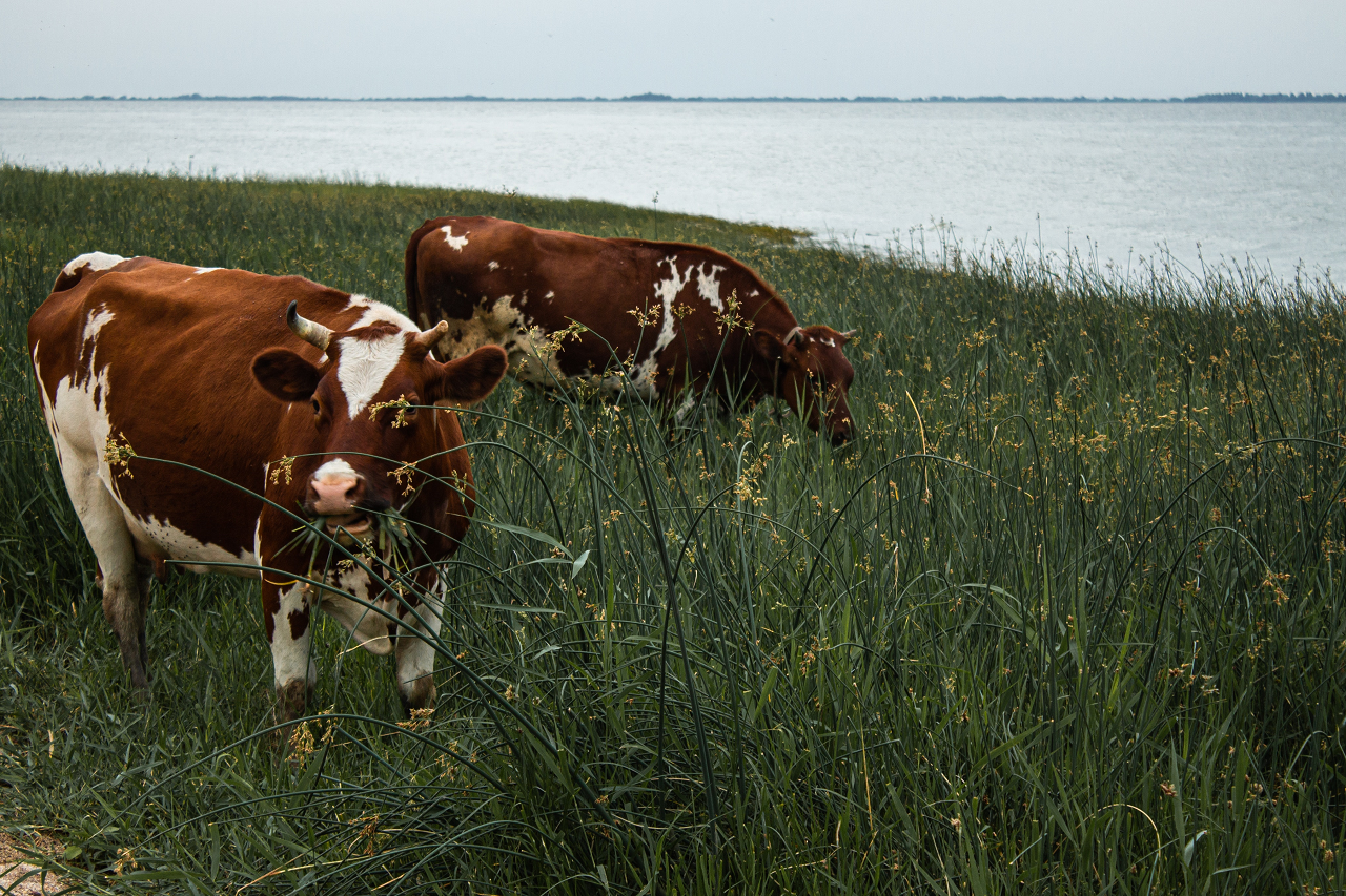 Image of two ayrshire cows.