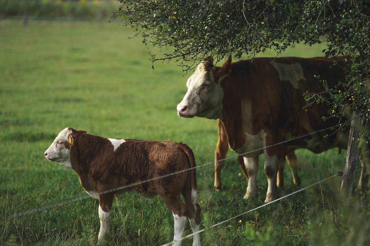 Image of two Dairy Shorthorns.
