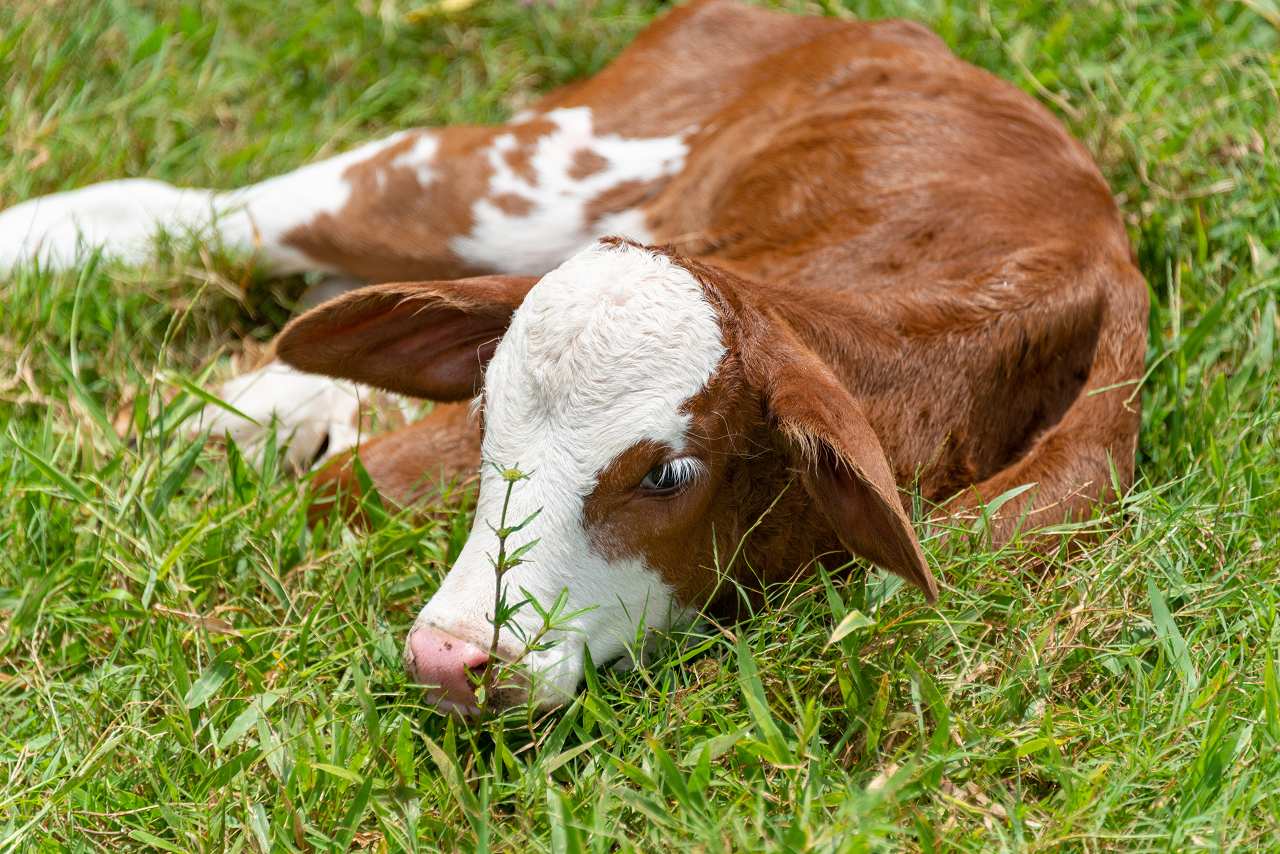 Image of a baby Guernsey cow.