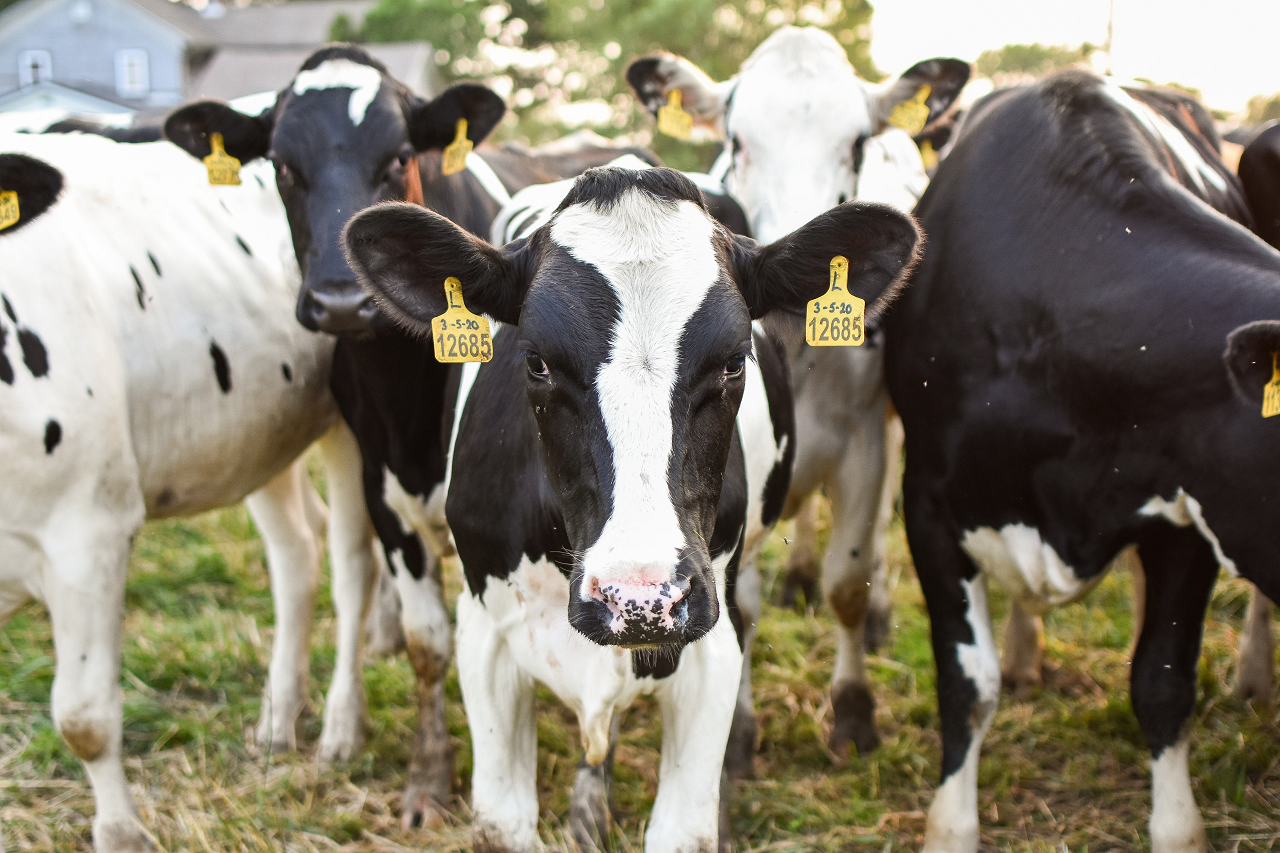 Image of Holstein cattle standing together.