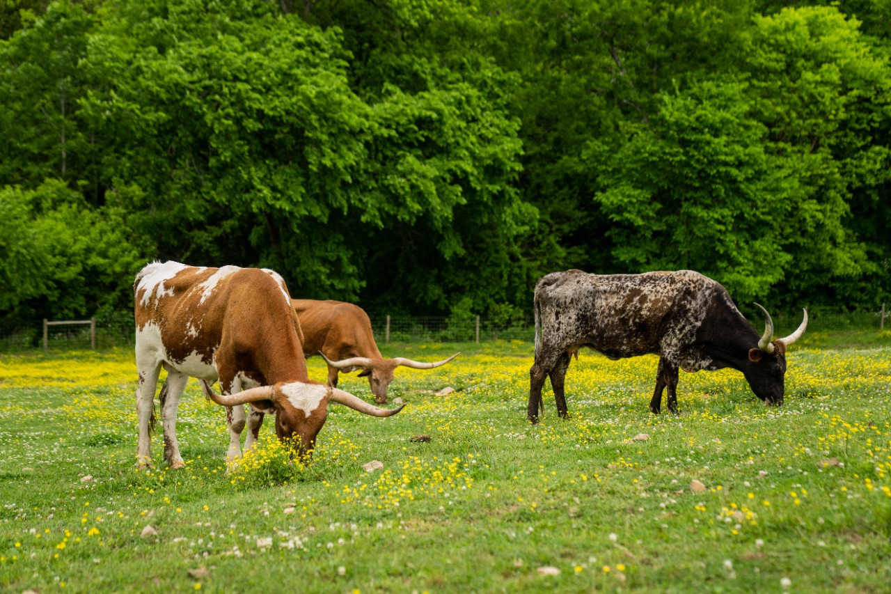 Image of cattle in a field.