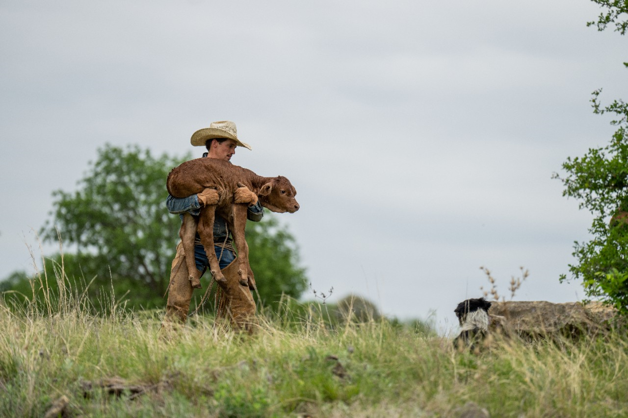 Image of a cowboy carrying a calf.