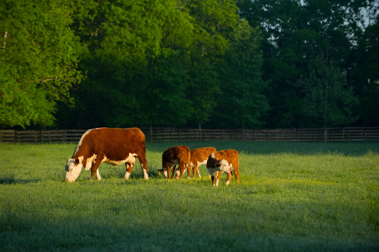 Image of a mama cow and 3 calves in pasture.