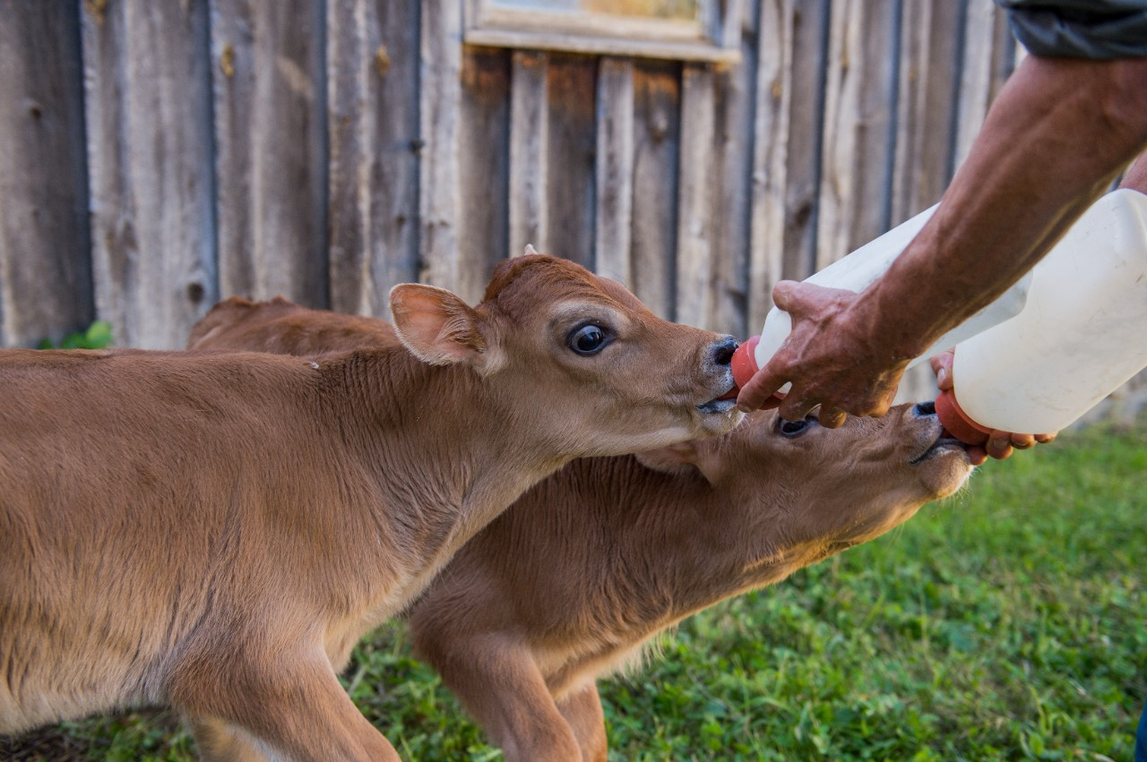 Image of two calves bottle feeding.