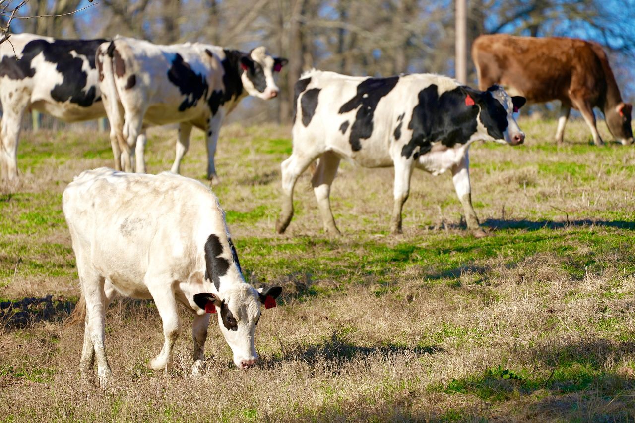 Image of a cattle herd grazing.