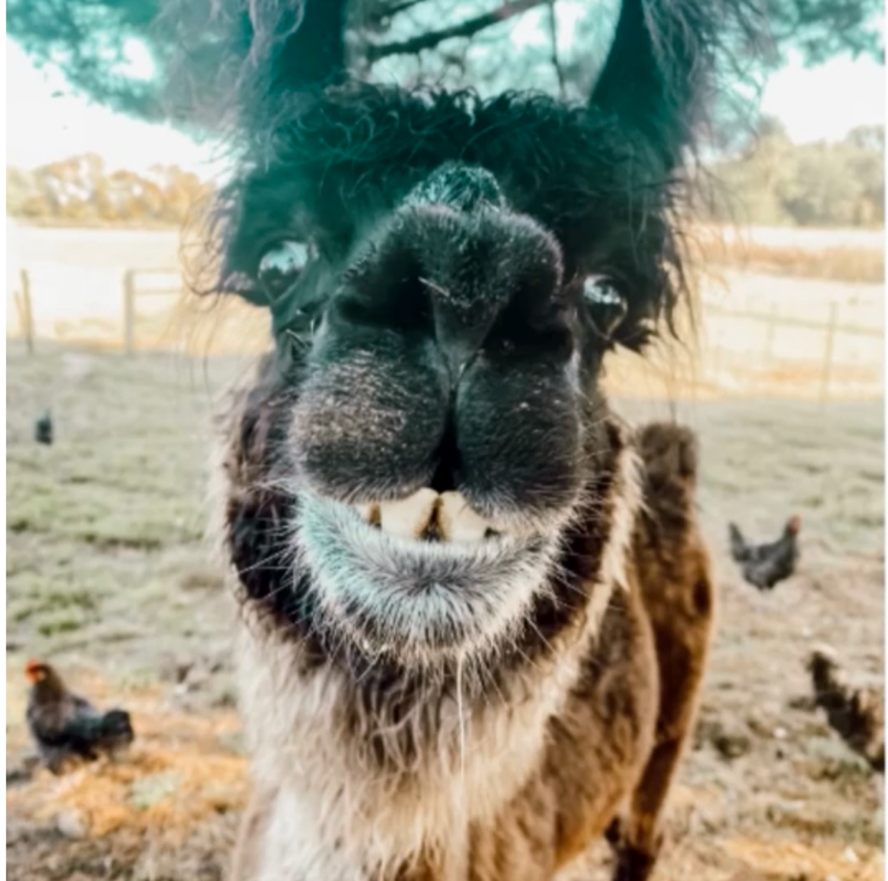 Image of a llama smiling.