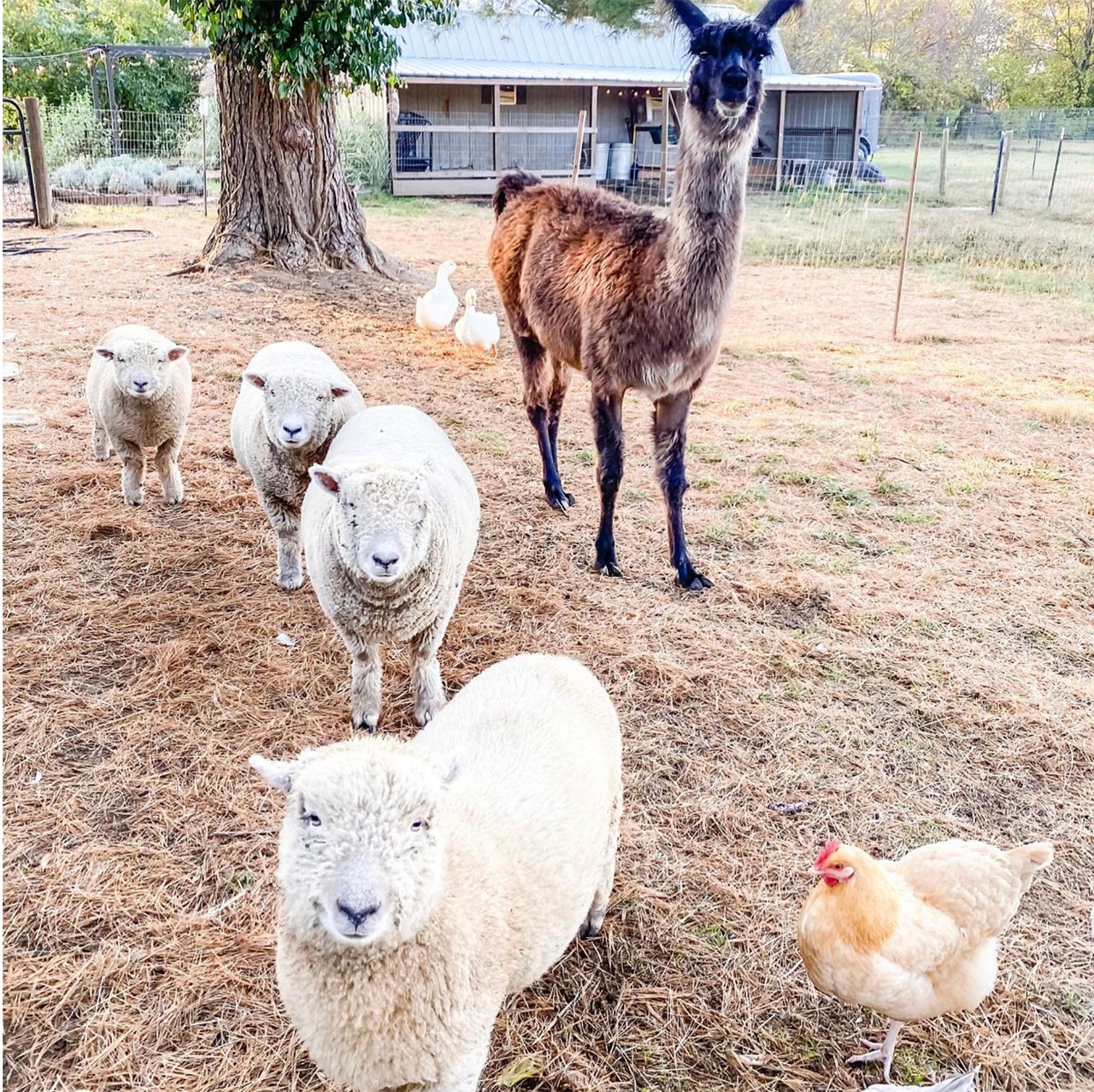 Photo of a llama with sheep and chickens on a farm.