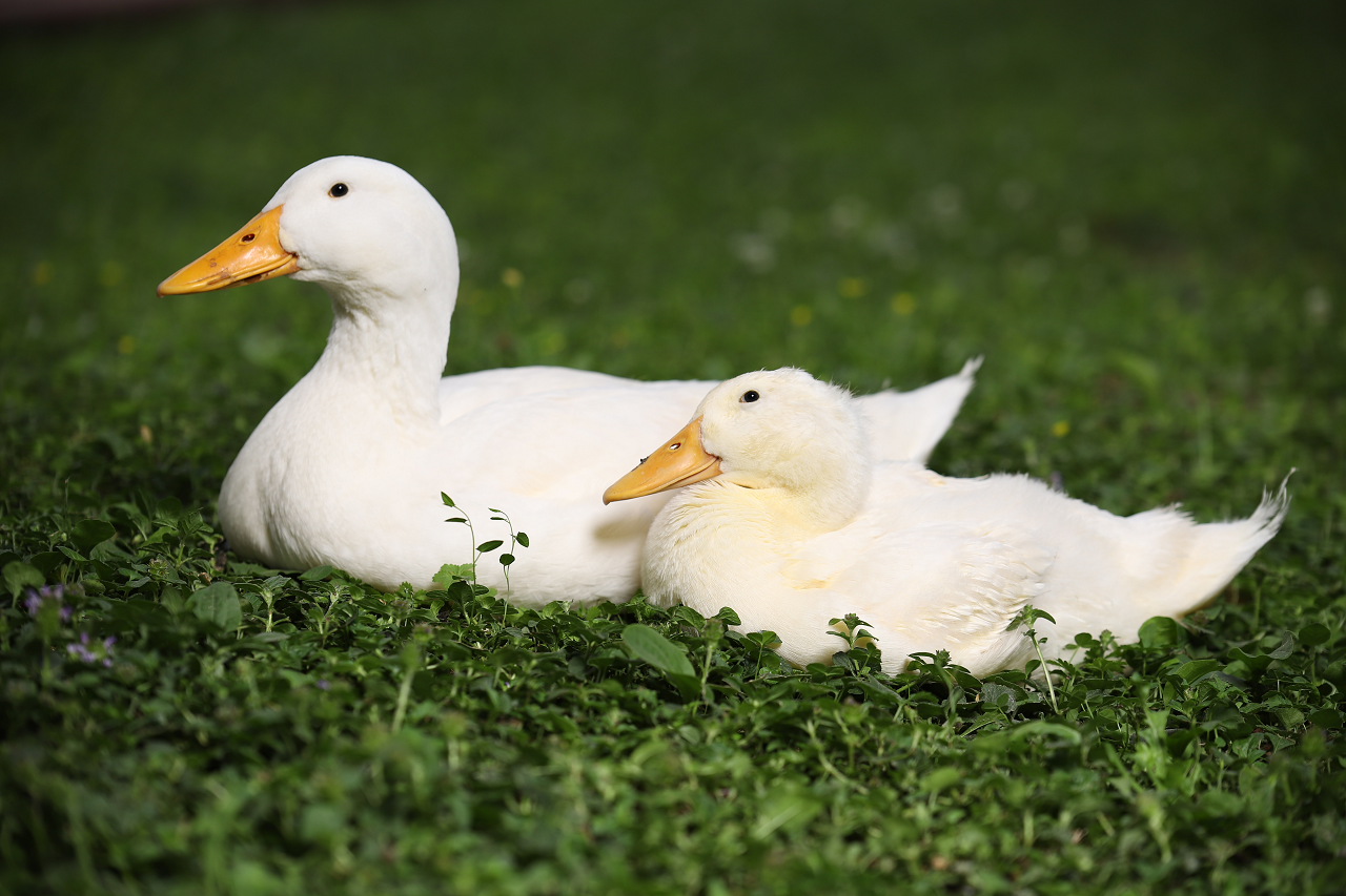 Image of two ducks sitting in grass.