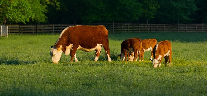 How to Choose the Right Grass Seed for Your Livestock Pasture