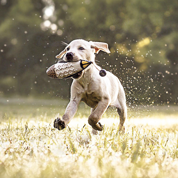 A puppy runs with a training toy in its mouth