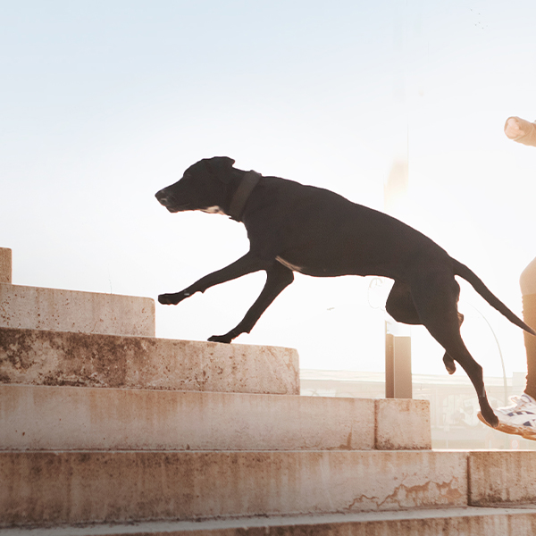 An adult dog runs up some steps