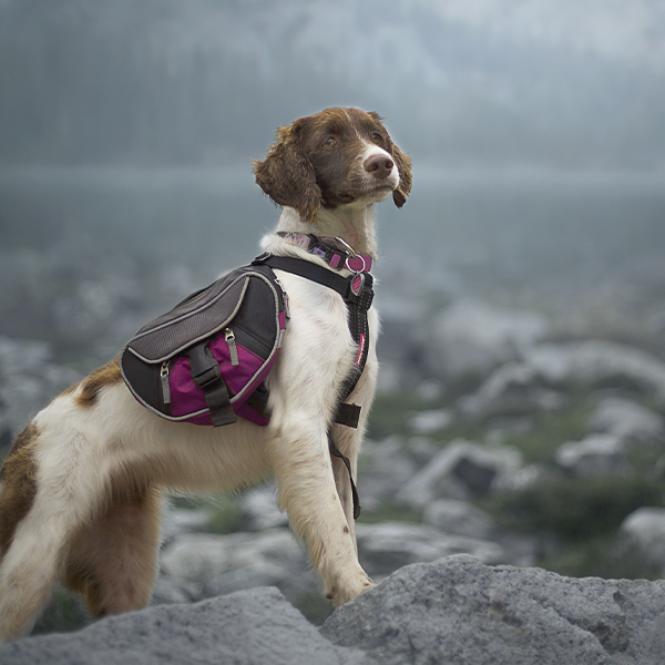 An older hunting dog stands alertly on some rocks, wearing a utility pack